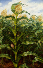 Load image into Gallery viewer, Kansas Collection Note Cards