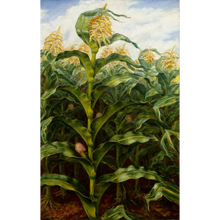 Load image into Gallery viewer, Kansas Cornfield Curry Print
